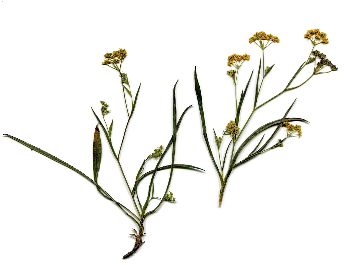 Bupleurum ranunculoides subsp. ranunculoides var. gramineum (Apiaceae)